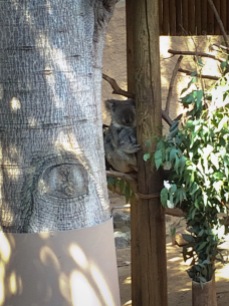 Koala and baby at the Los Angeles Zoo